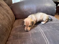 little bit, a male Miniature Dachshund for sale in Chattanooga, TN – 6 of 10