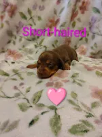 No name, a female Miniature Dachshund for sale in Chattanooga, TN – 3 of 10