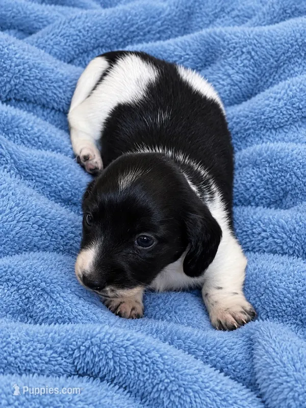 Frank – Miniature Dachshund puppy for sale in Chattanooga, TN