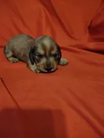 Little bit, a female Miniature Dachshund for sale in Chattanooga, TN – 2 of 2