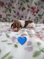 No name, a female Miniature Dachshund for sale in Chattanooga, TN – 9 of 10
