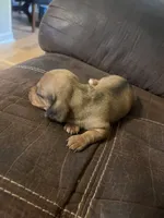Princess  litter, a male Miniature Dachshund for sale in Chattanooga, TN – 7 of 10