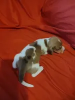 ireland, a male Miniature Dachshund for sale in Chattanooga, TN – 2 of 2