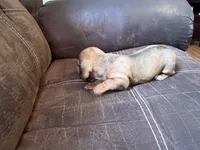 little bit, a male Miniature Dachshund for sale in Chattanooga, TN – 4 of 10