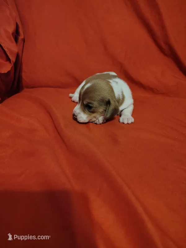 ireland – Miniature Dachshund puppy for sale in Chattanooga, TN