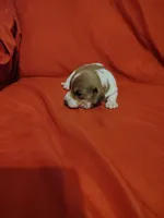 ireland, a male Miniature Dachshund for sale in Chattanooga, TN – 1 of 2