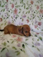little bit, a male Miniature Dachshund for sale in Chattanooga, TN – 10 of 10