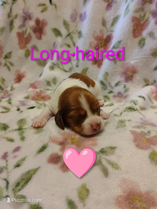No name – Miniature Dachshund puppy for sale in Chattanooga, TN