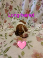No name, a female Miniature Dachshund for sale in Chattanooga, TN – 1 of 10
