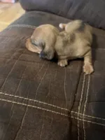 Princess  litter, a male Miniature Dachshund for sale in Chattanooga, TN – 9 of 10