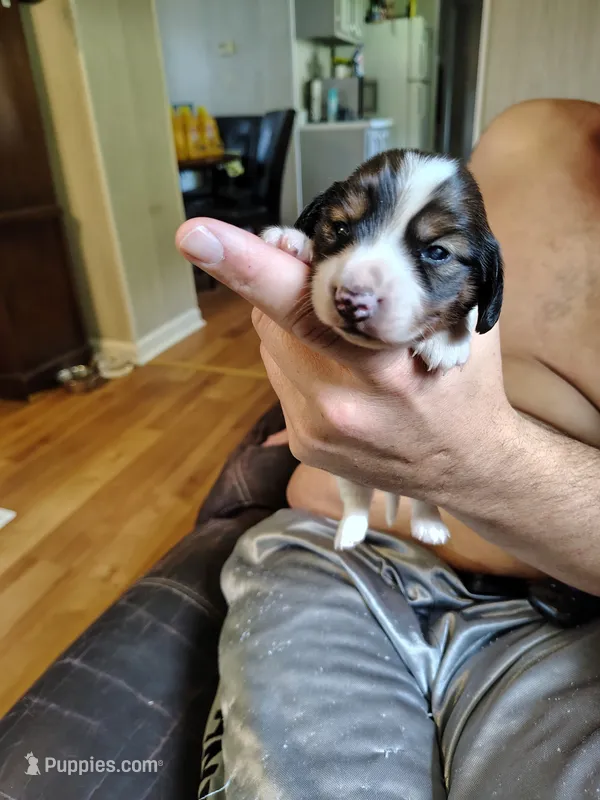 Spot – Miniature Dachshund puppy for sale in Chattanooga, TN