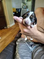 Spot, a male Miniature Dachshund for sale in Chattanooga, TN – 1 of 3