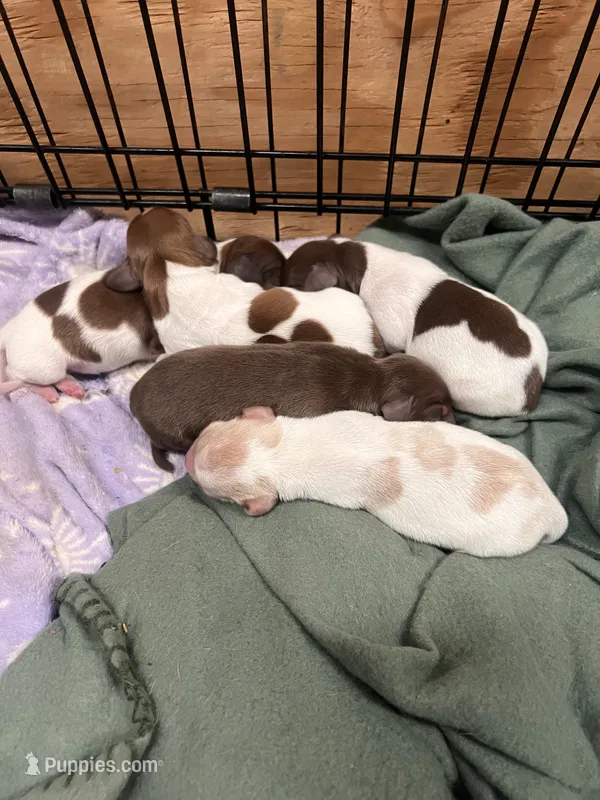 No Name – Miniature Dachshund puppy for sale in Chattanooga, TN