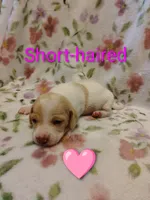 No name, a female Miniature Dachshund for sale in Chattanooga, TN – 4 of 10
