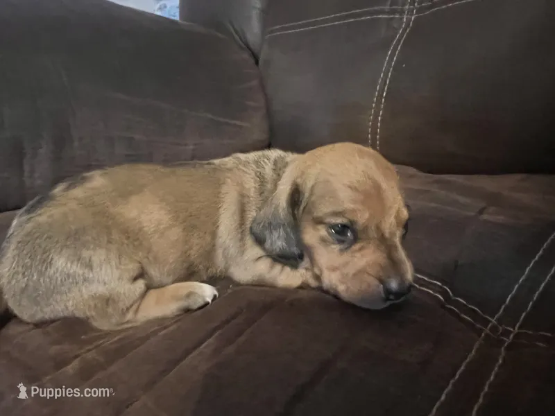 Princess  litter – Miniature Dachshund puppy for sale in Chattanooga, TN