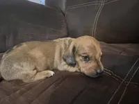Princess  litter, a male Miniature Dachshund for sale in Chattanooga, TN – 8 of 10