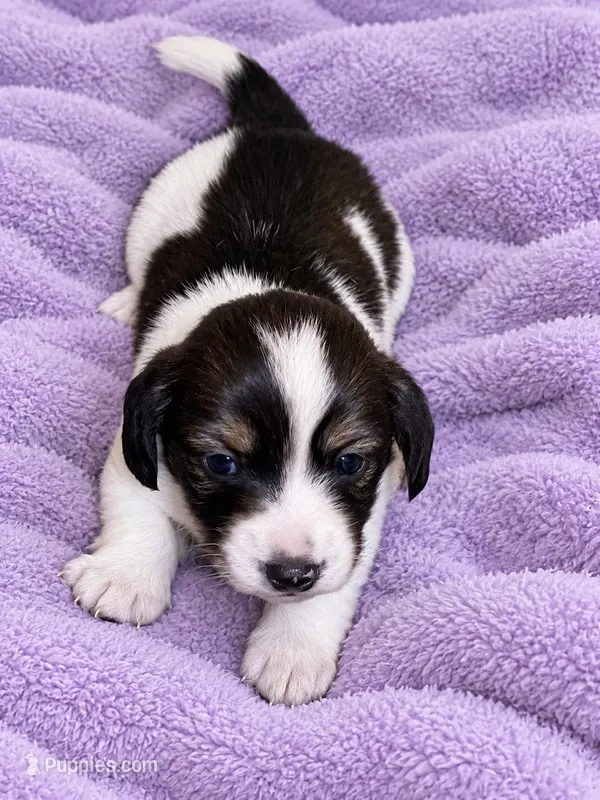 Spot – Miniature Dachshund puppy for sale in Chattanooga, TN
