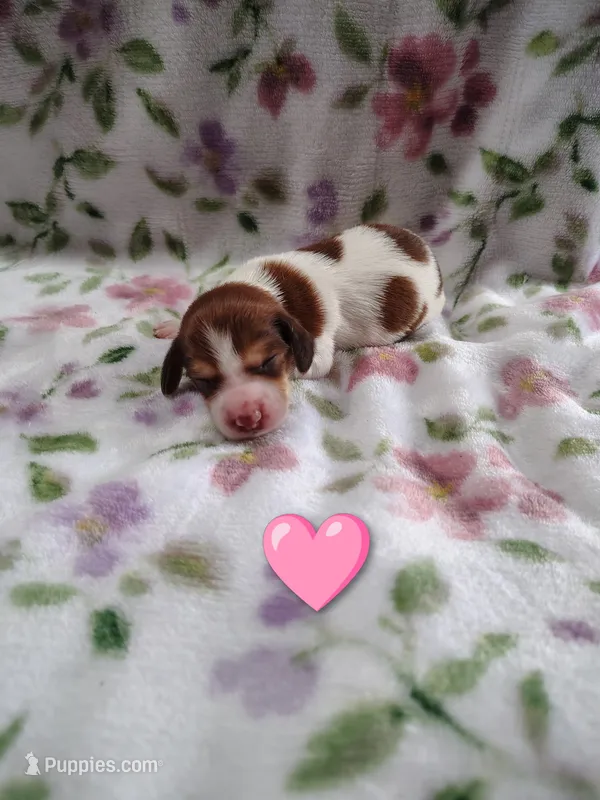No Name – Miniature Dachshund puppy for sale in Chattanooga, TN