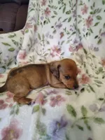 little bit, a male Miniature Dachshund for sale in Chattanooga, TN – 3 of 10