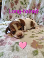 No name, a female Miniature Dachshund for sale in Chattanooga, TN – 2 of 10