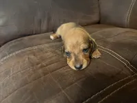 Princess  litter, a male Miniature Dachshund for sale in Chattanooga, TN – 10 of 10