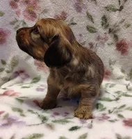 Not Named, a male Miniature Dachshund for sale in Chattanooga, TN – Photo 2 of 3