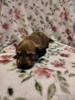 Not Named, a male Miniature Dachshund for sale in Chattanooga, TN – Photo 1 of 3