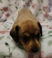 Not Named, a male Miniature Dachshund for sale in Chattanooga, TN – Photo 3 of 3