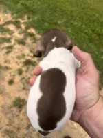 Snoopy, a male Miniature Dachshund for sale in Chattanooga, TN – 2 of 2
