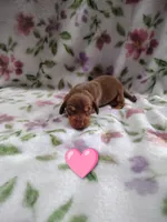 No name, a female Miniature Dachshund for sale in Chattanooga, TN – 7 of 10