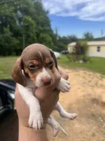 Snoopy, a male Miniature Dachshund for sale in Chattanooga, TN – 1 of 2