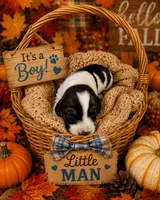 Spot, a male Miniature Dachshund for sale in Chattanooga, TN – 2 of 3