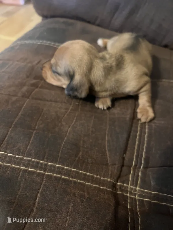 Princess  litter – Miniature Dachshund puppy for sale in Chattanooga, TN