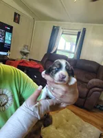 Spot, a male Miniature Dachshund for sale in Chattanooga, TN – 3 of 3