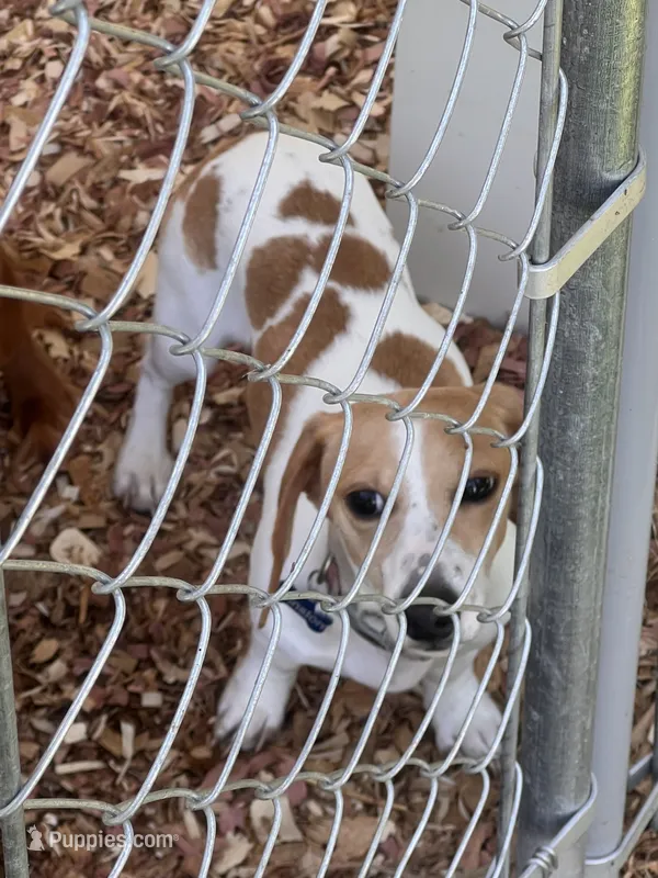 Winston – Miniature Dachshund puppy for sale in Chattanooga, TN