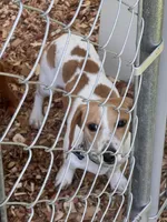 Winston, a male Miniature Dachshund for sale in Chattanooga, TN – 1 of 2