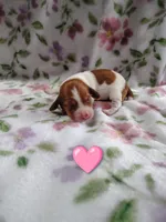 No name, a female Miniature Dachshund for sale in Chattanooga, TN – 8 of 10