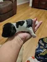 Frank, a male Miniature Dachshund for sale in Chattanooga, TN – 2 of 2