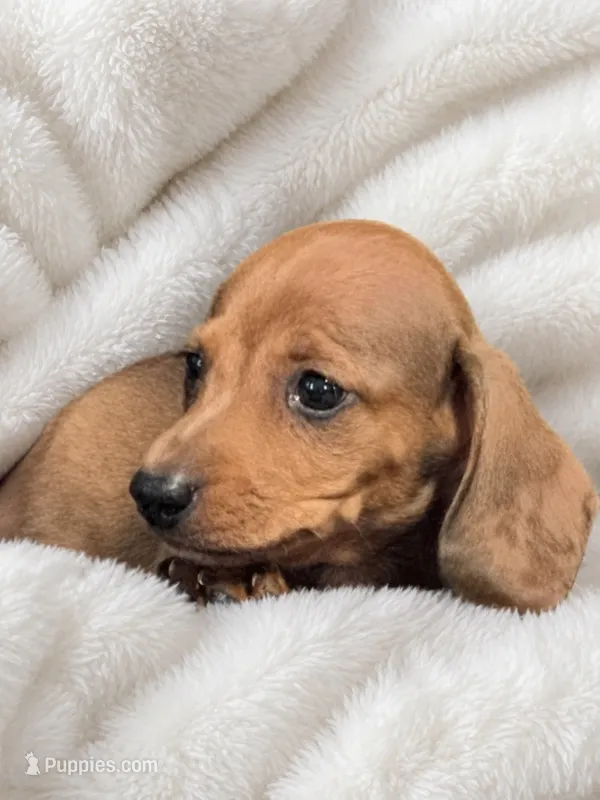 little bit – Miniature Dachshund puppy for sale in Chattanooga, TN