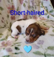 No name, a female Miniature Dachshund for sale in Chattanooga, TN – 5 of 10