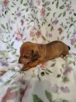 little bit, a male Miniature Dachshund for sale in Chattanooga, TN – 9 of 10