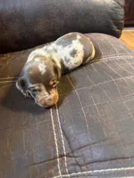 Princess  litter, a male Miniature Dachshund for sale in Chattanooga, TN – 6 of 10