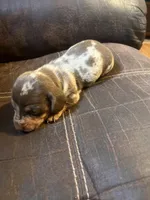 Princess  litter, a male Miniature Dachshund for sale in Chattanooga, TN – 2 of 10