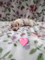 No name, a female Miniature Dachshund for sale in Chattanooga, TN – 6 of 10