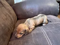 little bit, a male Miniature Dachshund for sale in Chattanooga, TN – 5 of 10