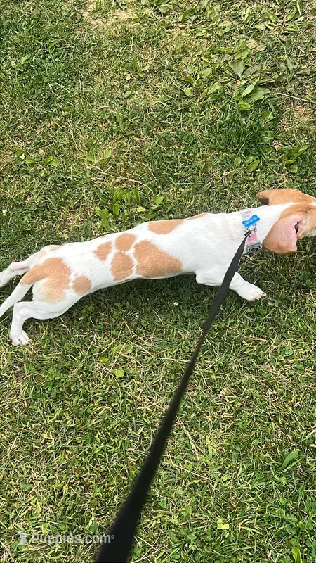 Winston – Miniature Dachshund puppy for sale in Chattanooga, TN