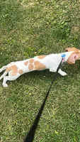 Winston, a male Miniature Dachshund for sale in Chattanooga, TN – 2 of 2