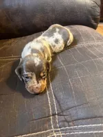 Princess  litter, a male Miniature Dachshund for sale in Chattanooga, TN – 1 of 10