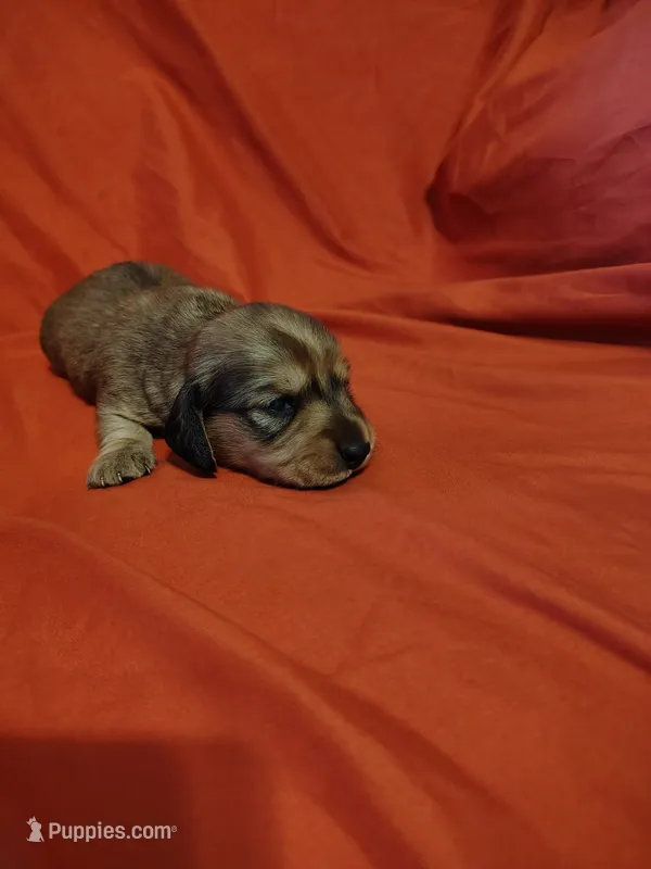 Little bit – Miniature Dachshund puppy for sale in Chattanooga, TN