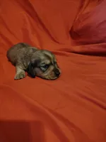 Little bit, a female Miniature Dachshund for sale in Chattanooga, TN – 1 of 2